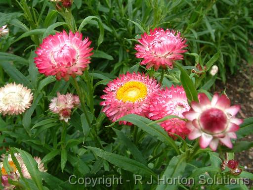 Paper Daisies Pink 